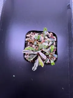 実生ブセ】Bucephalandra cv.