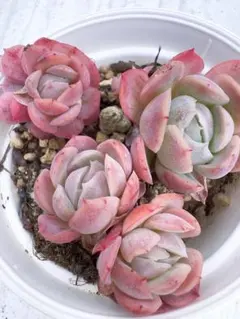 anone様 リクエスト 5点 まとめ商品