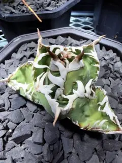 2025年最新】オアハカ 子株の人気アイテム - メルカリ