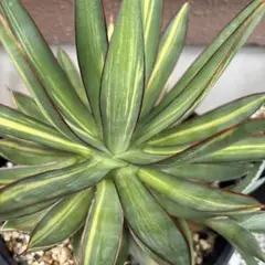 アガベ　バーントバーガンディ錦　縞斑‼️おすすめ‼️約30cm アガベ バーントバーガンディ錦 縞斑 AK59【青田園芸】 特選SSSS