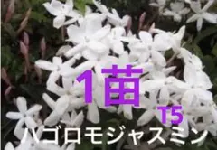 クレマチス 挿し穂1本 第4種発送 - メルカリ