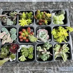 多肉植物 カット苗 セット♡