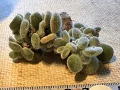 な*ち様 No.s799新入荷　フロスティ綴化　多肉植物　エケベリア　撮影1月1