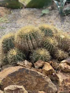 王冠竜　群生 2025年最新】王冠竜 群生の人気アイテム - メルカリ