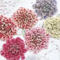 押し花素材＊レースフラワー 中サイズ14