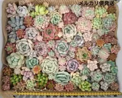 多肉植物　詰め合わせ　寄せ植え用セット