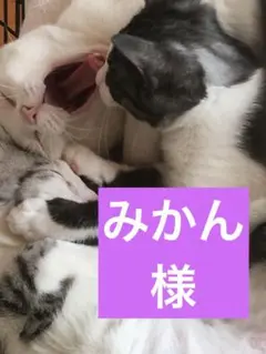 みかん様 リクエスト 3点 まとめ商品