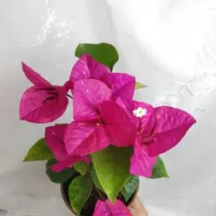 ®️様 リクエスト 2点 まとめ商品