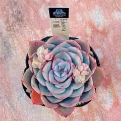 多肉植物 優木園苗 月輪 札なし