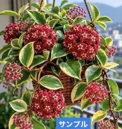 ホヤ・カルノーサ クリムゾンプリンセス　発送ゆうゆうメルカリ便のサムネイル