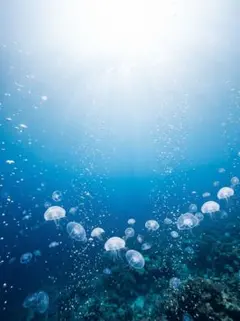 海とクラゲ