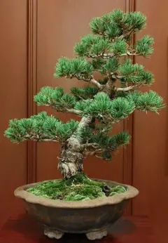 五葉松 盆栽 直幹 大品 - メルカリ
