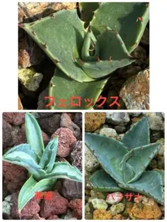 2026年最新】サルミアナフェロックス アガベの人気アイテム - メルカリ