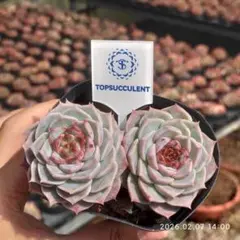 Top【選抜株】多肉植物　21209ベルベット ダイヤモンド35個　鉢無し/脱土 Top【選抜株】多肉植物 21209ベルベット ダイヤモンド35個 鉢無し/脱土