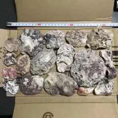 貝殻 色々 18個セット 中くらいのサイズセット 管理22