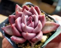 森*ん様 【札付き】トバレンシストバル　ロメオ　ミヤさん　土付き発送　多肉のサムネイル