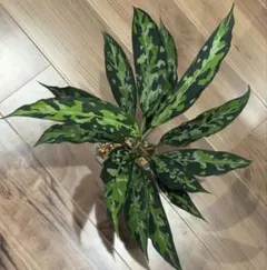 sale Aglaonemapictum La便 氷肌玉骨 アグラオネマピクタム - メルカリ