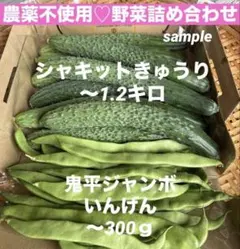 農薬不使用 野菜詰め合わせ シャキットきゅうり コンパクトボックスのサムネイル