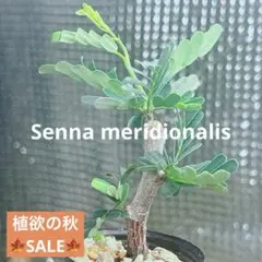 大特価☆早い者勝ち☆発根済み】 センナ メリディオナリス 鉢のまま