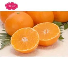 【紅マドンナ→11月中旬～12月下旬発送】