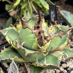 ♡シーザー錦♡　アガベ　チタノタ、まみ、、 　斑入り ♡シーザー錦♡ アガベ チタノタ、まみ、、 斑入り