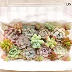 +105　よく増える♡寄せ植えセット　韓国苗　エケベリア　セダム　多肉弁当