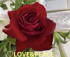 薔薇苗　ローズ　❤️ブルイィ❤️ B ４年生のサムネイル