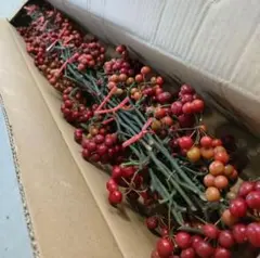 サンキライ・25本【サンプル画像】