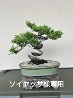 糸魚川真柏盆栽 文人 龍岩石 石付き盆栽 捻転シャリ古木(検索用 黒松