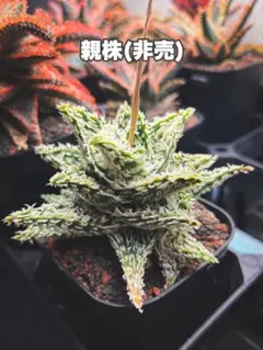 まとめパック用アロエハイブリッド　第四種　x3 まとめパック用アロエハイブリッド 第四種 x3