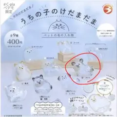 うちの子けだまだま　チワワ