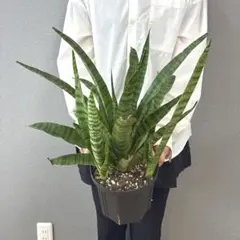 超希少❗️サイズ大❗️サンスベリア マッソニアーナ✨ - メルカリ