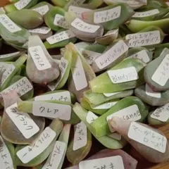 2025年最新】葉挿しの人気アイテム - メルカリ