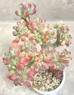 白　多肉植物　乙女心　綴化　抜苗