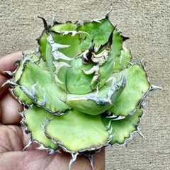 2026年最新】アガベ チタノタ フィリグリーの人気アイテム - メルカリ