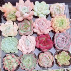 【メルカリ便】 　16種　安心の根付き　韓国苗　寄せ植え用セットのサムネイル