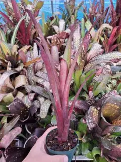 ビルベルギア アランラッド 抜き苗 タンクブロメリア 観葉植物 ビルベルギア アランラッド 抜き苗 タンクブロメリア 観葉植物 - メルカリ