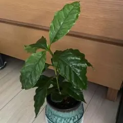 kou　通気良い梱包　コーヒーの木　アラビカ　土植え　観葉植物 kou様専用 通気良い梱包 コーヒーの木 アラビカ 土植え 観葉植物