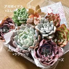 j.多肉植物✨抜き苗&カット苗セット☘️多肉弁当　サービス品