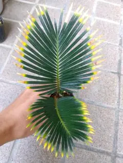 ［希少・２色］黄金ソテツ［A-36］ 希少・2色］黄金ソテツ［A-36］