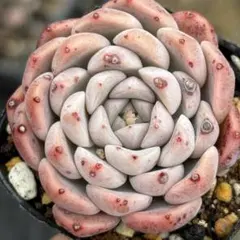 ✿パンダ✿様 リクエスト 3点 まとめ商品