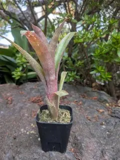Billbergia Tinkerbell ビルベルギア ティンカーベル - メルカリ