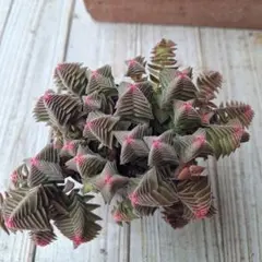 夢物語 樹庵様 リクエスト 3点 まとめ商品