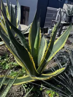 アガベ　サルミアナフェロックス　バターフィンガー　中株　引取限定 アガベ サルミアナフェロックス バターフィンガー 中株 引取限定