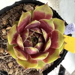79#観葉植物アエオニウム錦❤️マダラシカ ❤️1大頭12cm拔き苗 - メルカリ