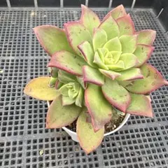 新入荷 大人気 多肉植物 エケベリア ネオンライト 大株 超美苗 レア種