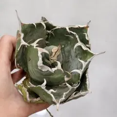 2026年最新】姫厳竜の人気アイテム - メルカリ