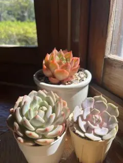 ＊ペコにじ＊おまとめ割引あります♪様 リクエスト 2点 まとめ商品