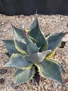 abu様　オバティサナ　シースター　地植え　大株 アガベ オバティサナ シースター 地植え 大株