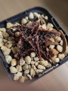 2026年最新】アロエ ハイブリッドの人気アイテム - メルカリ